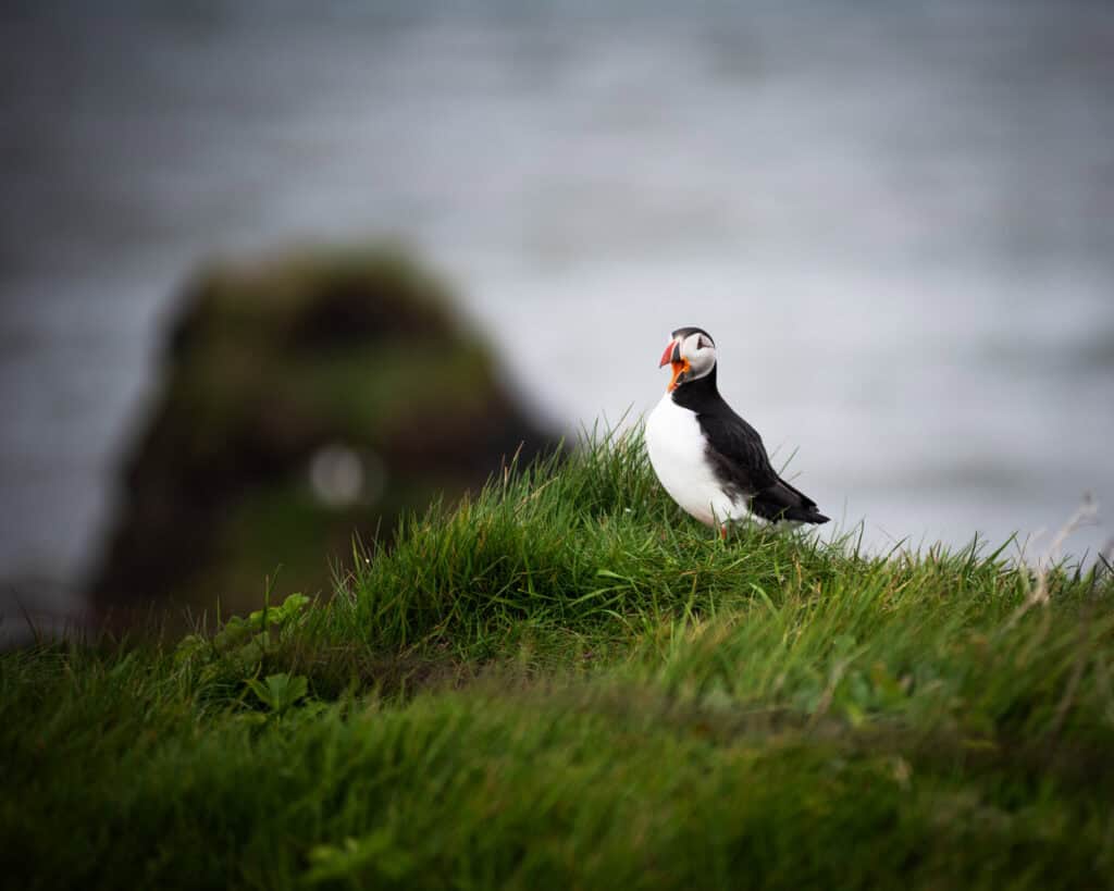 Atlantic puffin calling on a grass cliff in Iceland, photographed from a respectful distance with a telephoto lens during summer nesting season

