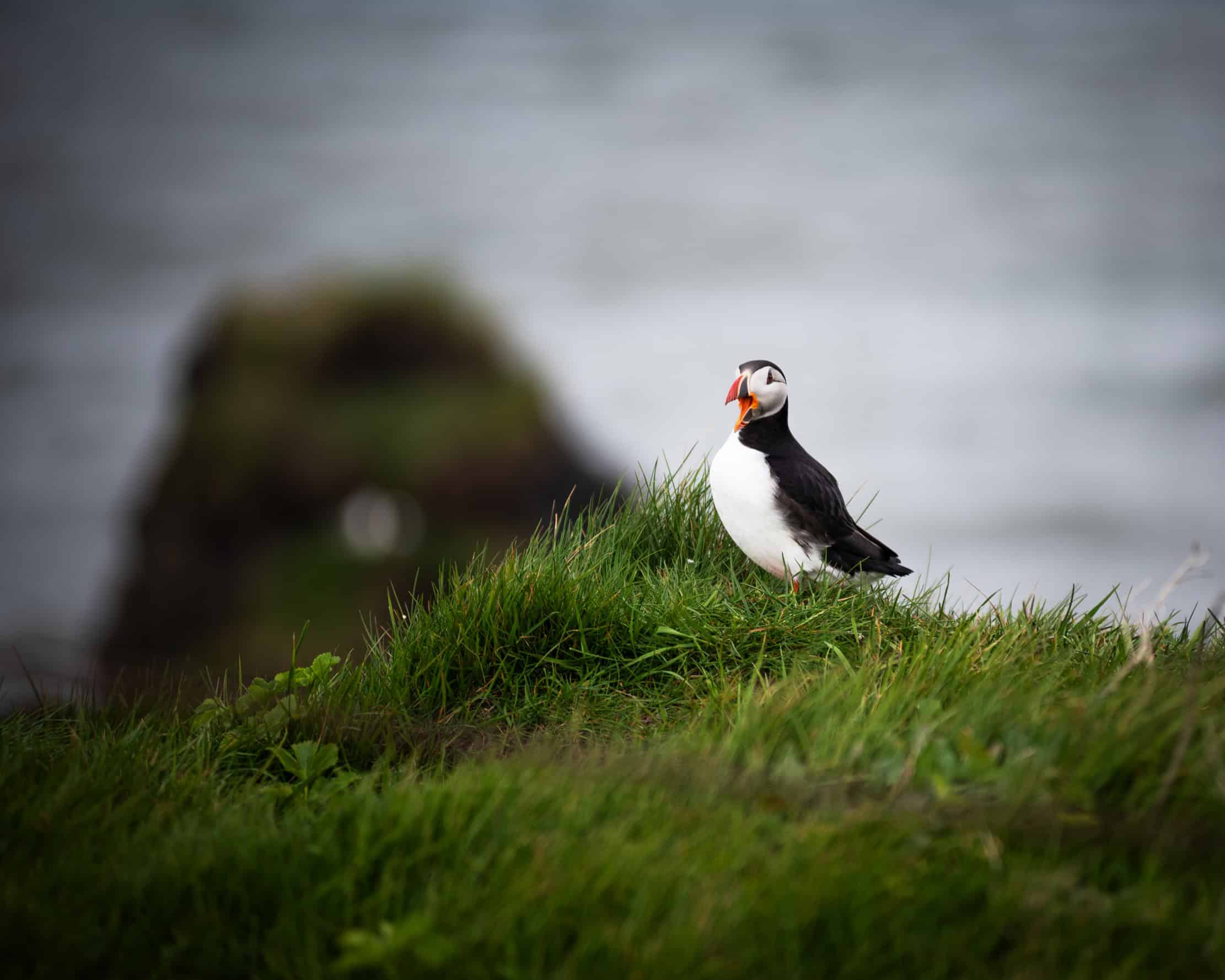 Atlantic puffin on the cliffs near Reynisfjara, South Iceland — photographed by Marcel Strobel