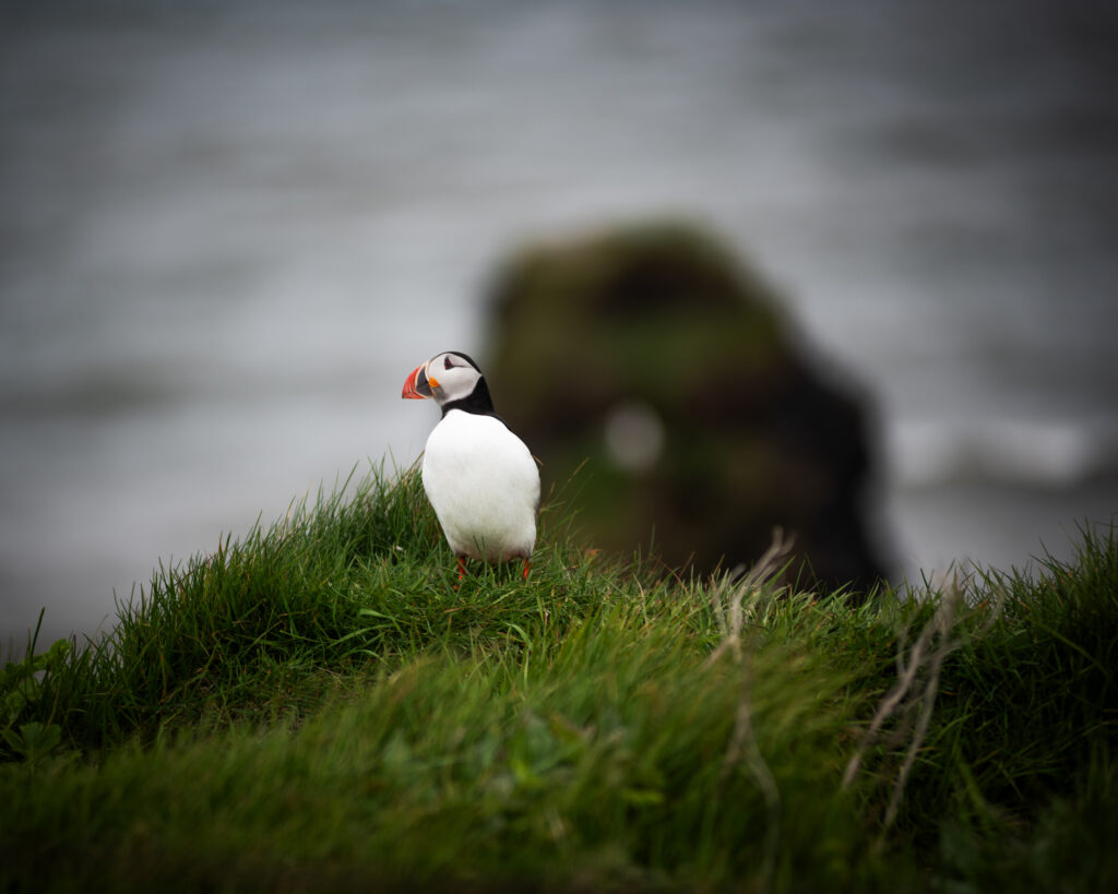 Atlantic puffin standing on clifftop grass in Iceland, looking upward — photographed from a respectful distance with a telephoto lens during nesting season
