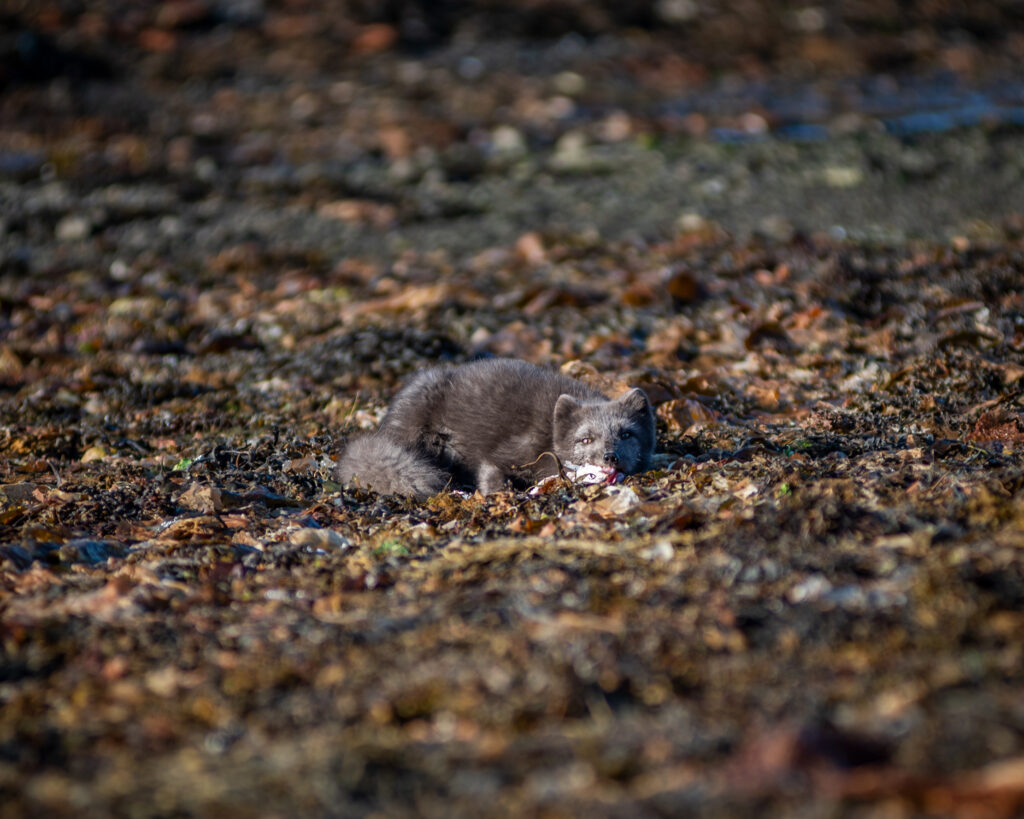 Arctic fox foraging on a seaweed-covered shore in the Westfjords, Iceland — photographed from a respectful distance with a telephoto lens